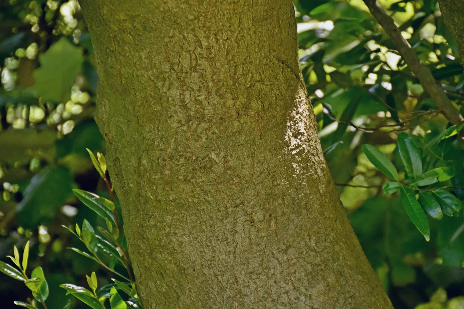 California Bay (Umbellularia Californica) — although it can attain a height of over 100 feet in its natural habitat.<br><br>The California Bay's slender