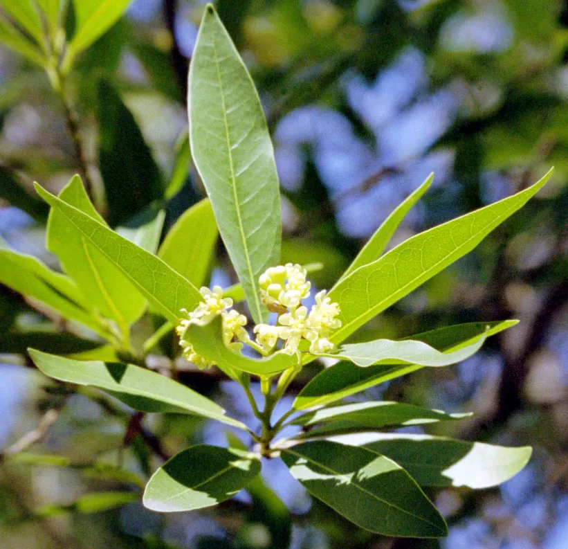 California Bay (Umbellularia Californica) — The California Bay, Umbellularia californica, is a versatile evergreen tree native to coastal forests; this tree's