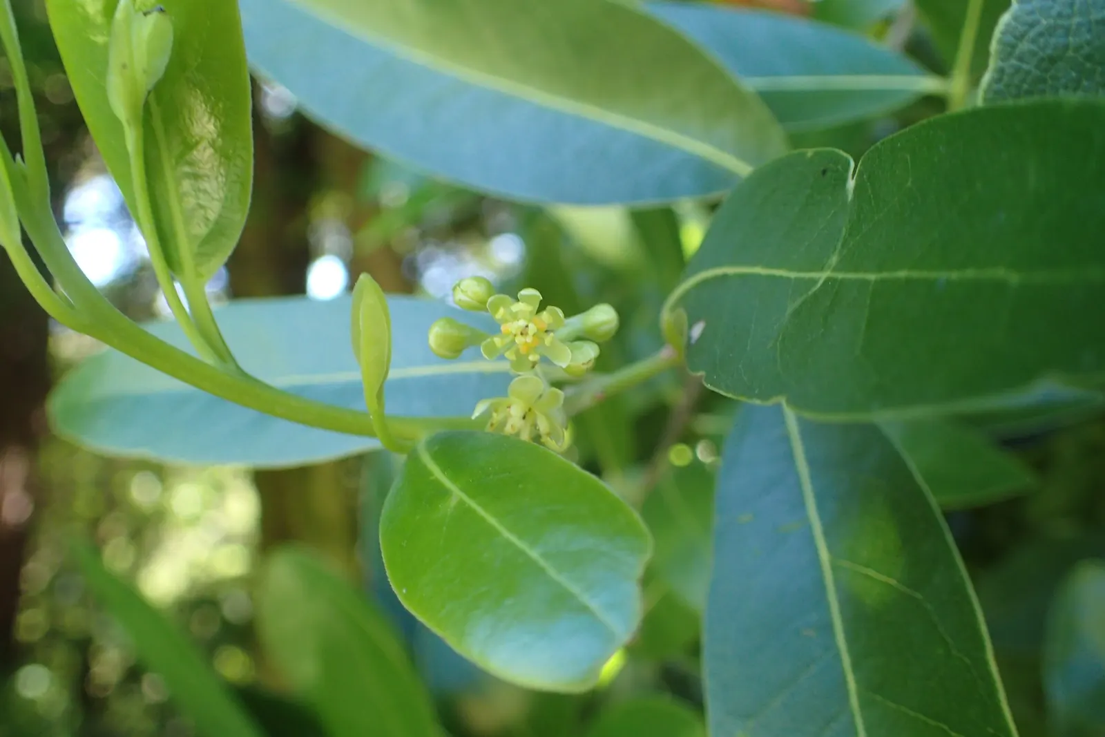California Bay (Umbellularia Californica) — It's ideal for large backgrounds, tall screens, or as an elegant shade tree