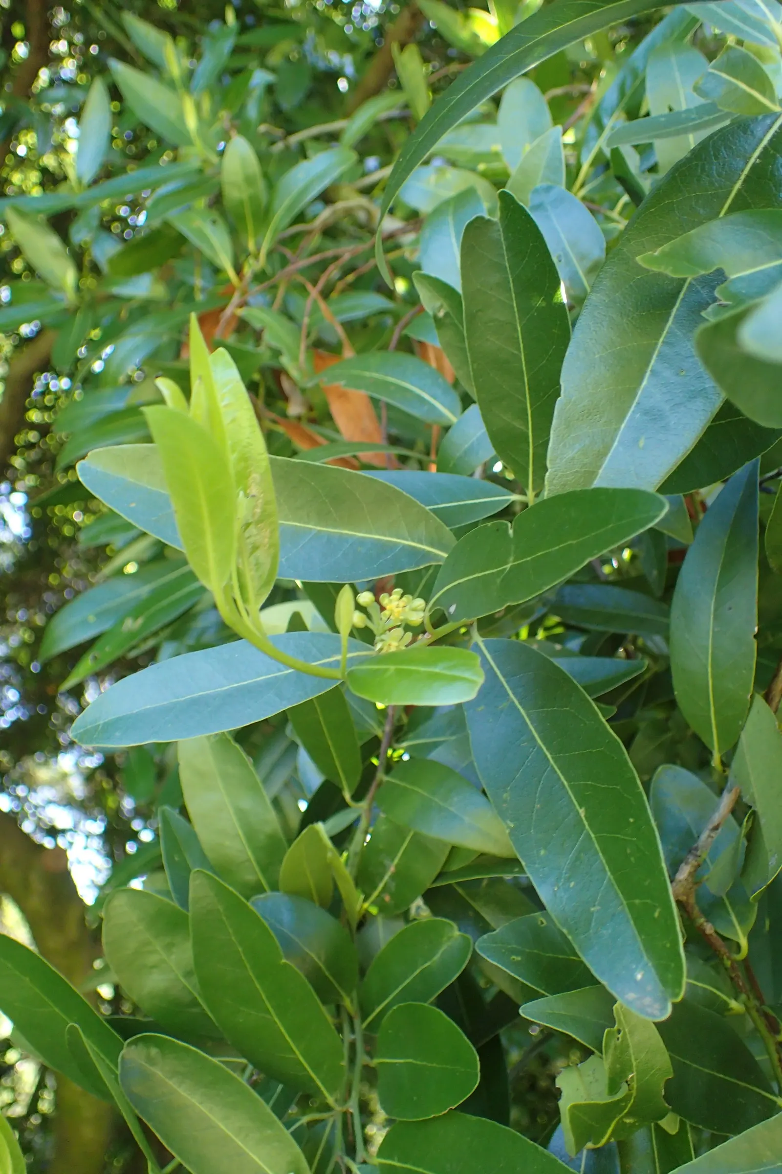 California Bay (Umbellularia Californica) — commonly known as the California Bay or California Laurel