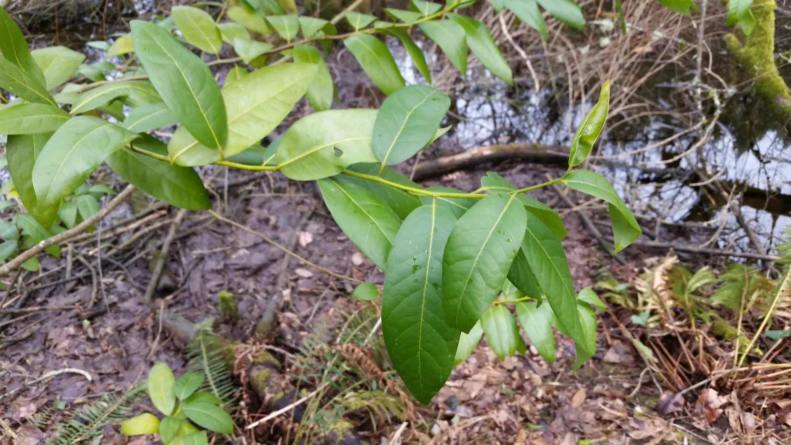 California Bay (Umbellularia Californica) — is a versatile evergreen tree native to the coastal forests of California and southern Oregon