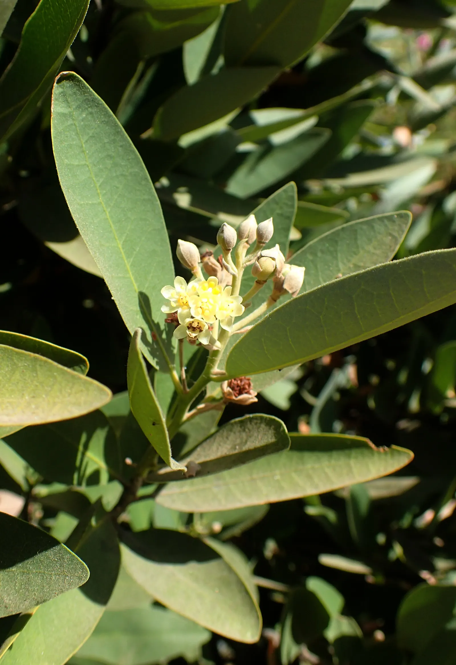 California Bay (Umbellularia Californica) — is a versatile evergreen tree native to the coastal forests of California and southern Oregon; the California Bay