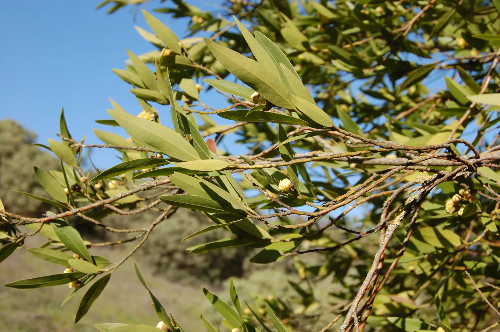 California Bay (Umbellularia Californica) — It thrives in USDA zones 7-10, reaching 40-70 feet tall and spreading 10-20 feet wide; although it can attain a