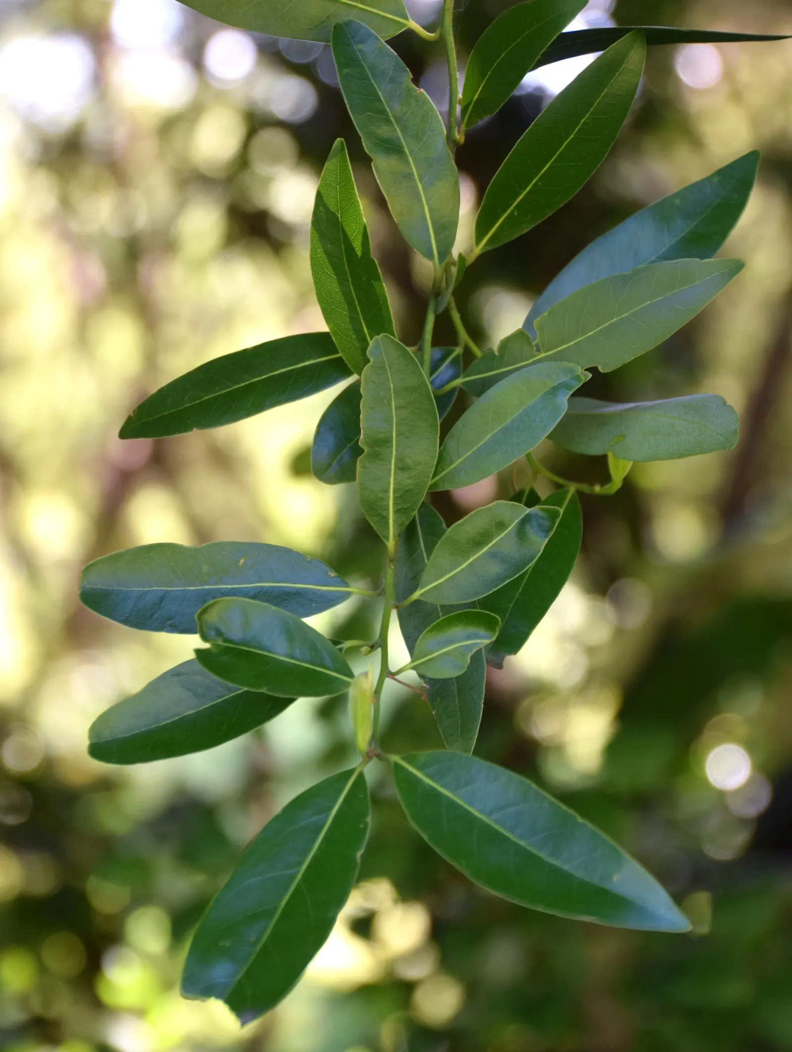 California Bay (Umbellularia Californica) — This aromatic species is a splendid addition to a garden where space permits; as its robust root system can be