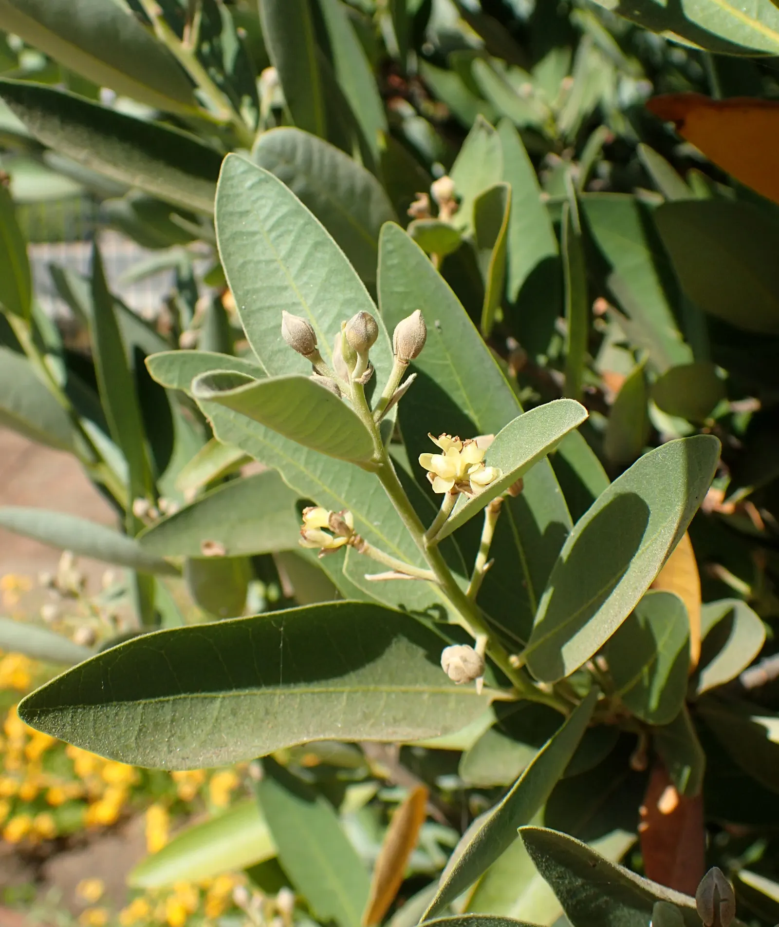 California Bay (Umbellularia Californica) — making it valuable for woodworking projects.<br><br>When designing a landscape