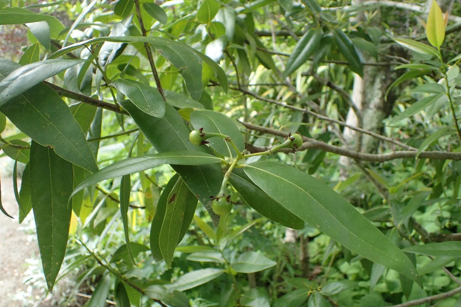 California Bay (Umbellularia Californica) — consider the California Bay for areas with ample space that allow for its mature size