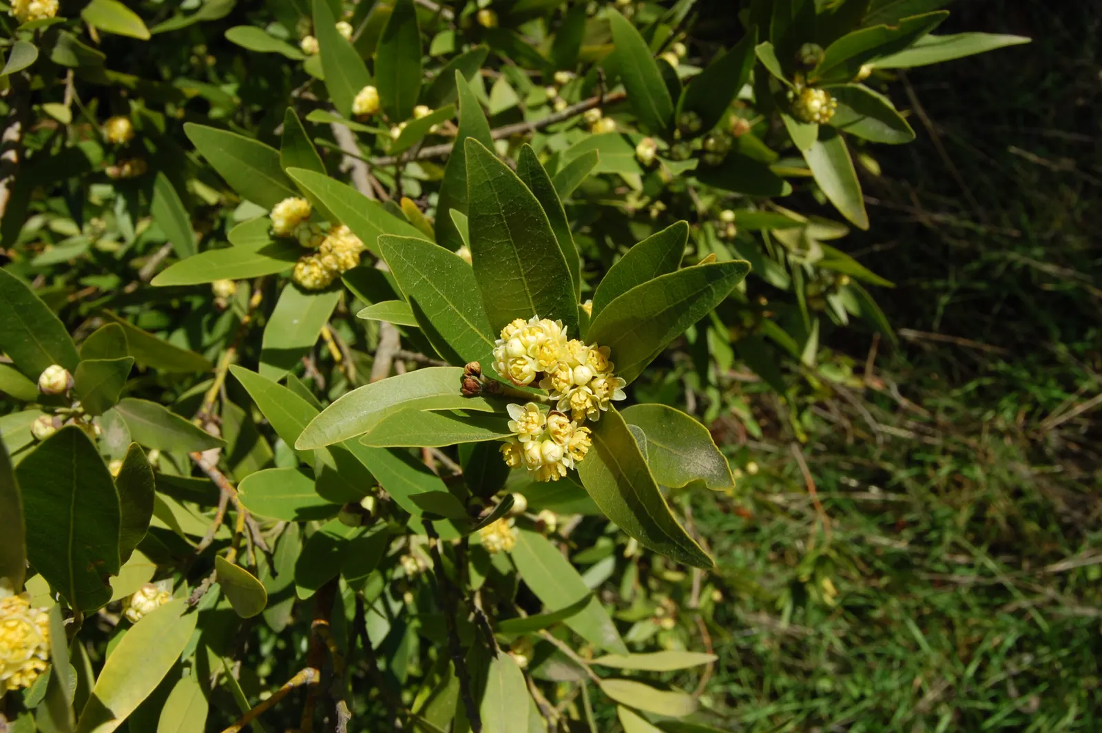California Bay (Umbellularia Californica) — This tree's dense canopy provides excellent shade, while its wood is highly valued for woodworking projects; as its