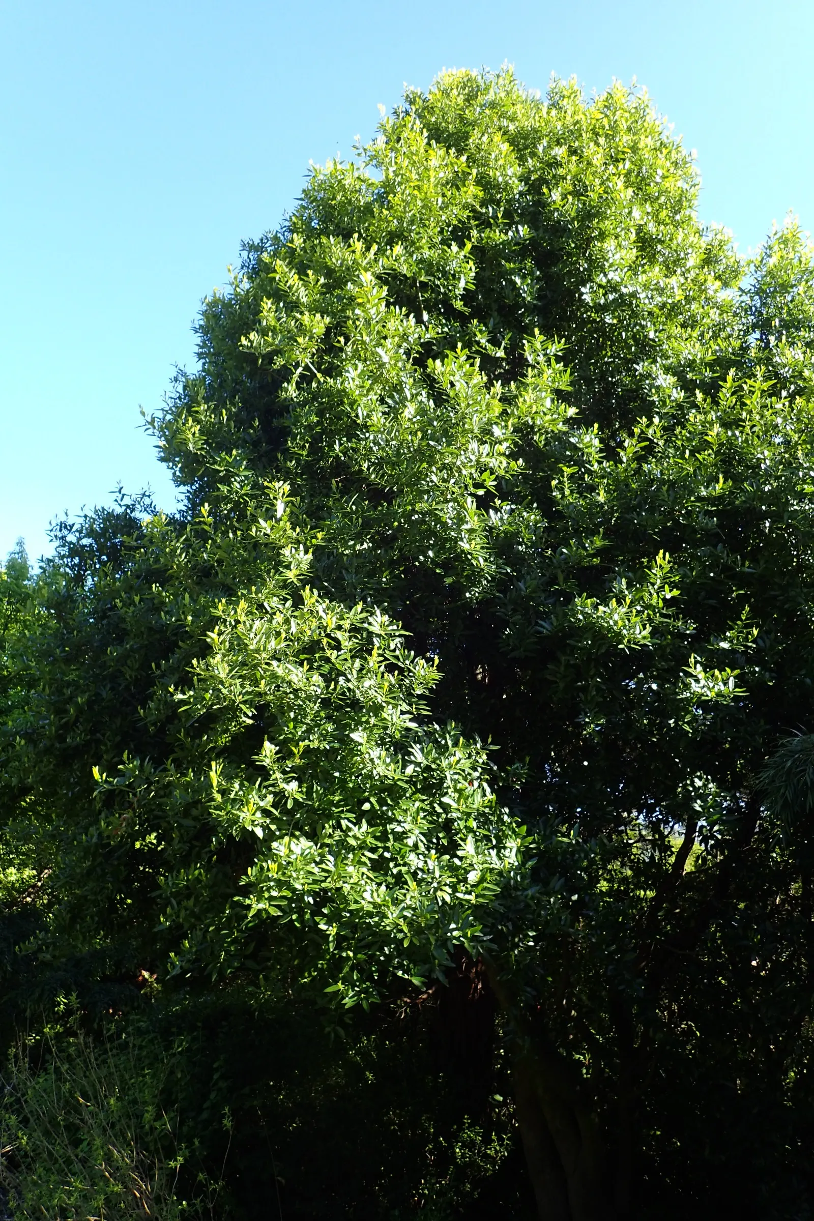 California Bay (Umbellularia Californica) — lance-shaped leaves are a glossy deep green and can measure up to 4 inches long; as its robust root system can be