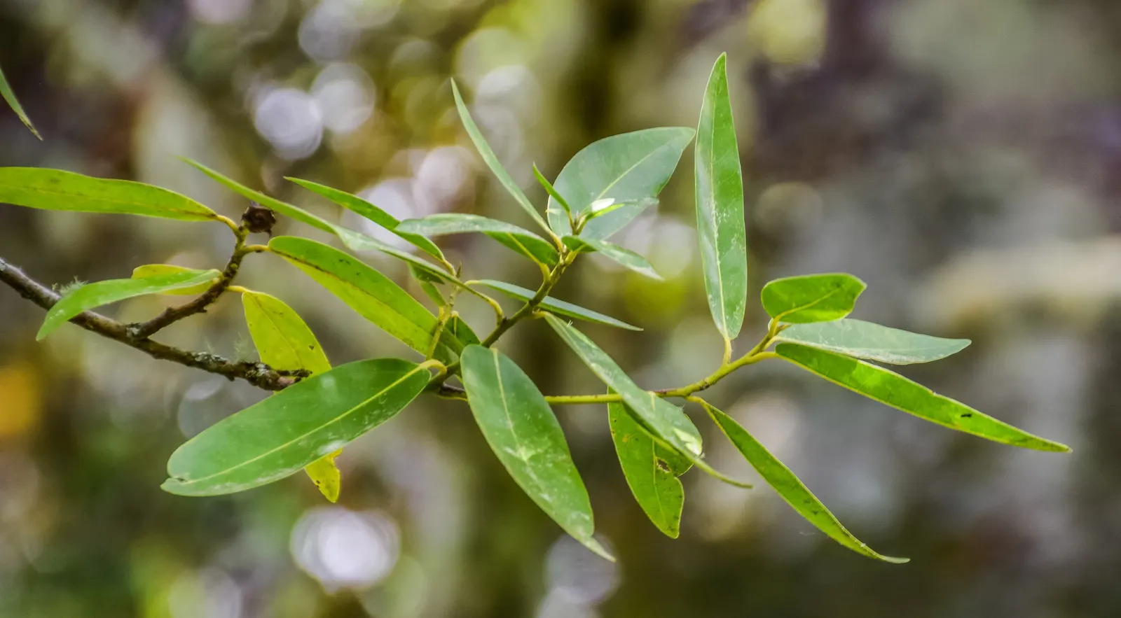 California Bay (Umbellularia Californica) — although it can attain a height of over 100 feet in its natural habitat.<br><br>The California Bay's slender; the