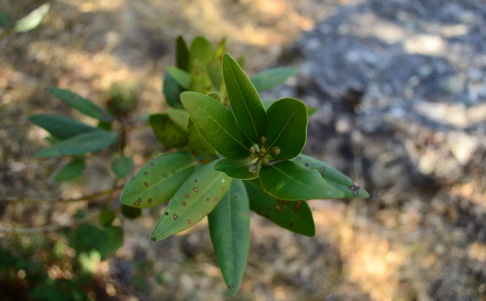 California Bay (Umbellularia Californica) — This tree is dioecious with small yellowish-green flowers appearing in early spring