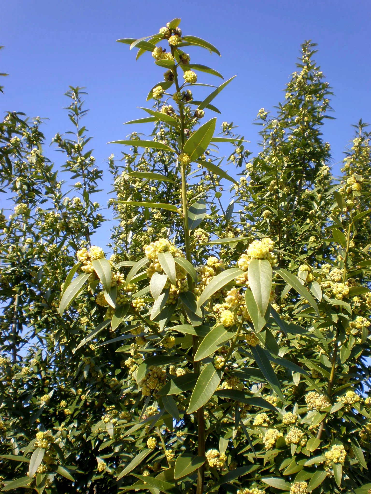 California Bay (Umbellularia Californica) — typically growing 40 to 60 feet tall with a canopy spread of 15 to 25 feet; although it can attain a height of over