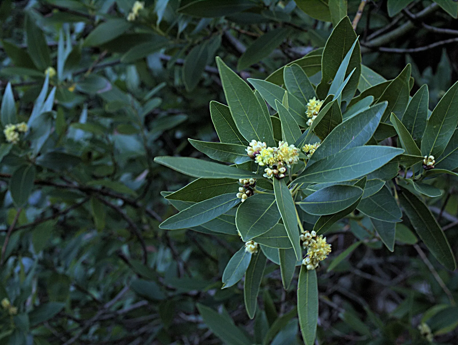 California Bay (Umbellularia Californica) — Crushed leaves emit a potent fragrance reminiscent of bay leaves