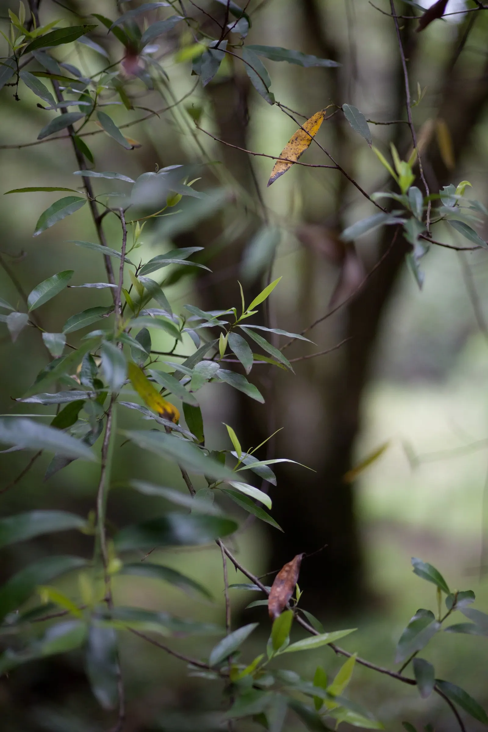 California Bay (Umbellularia Californica) — The wood of Umbellularia californica is hard and durable