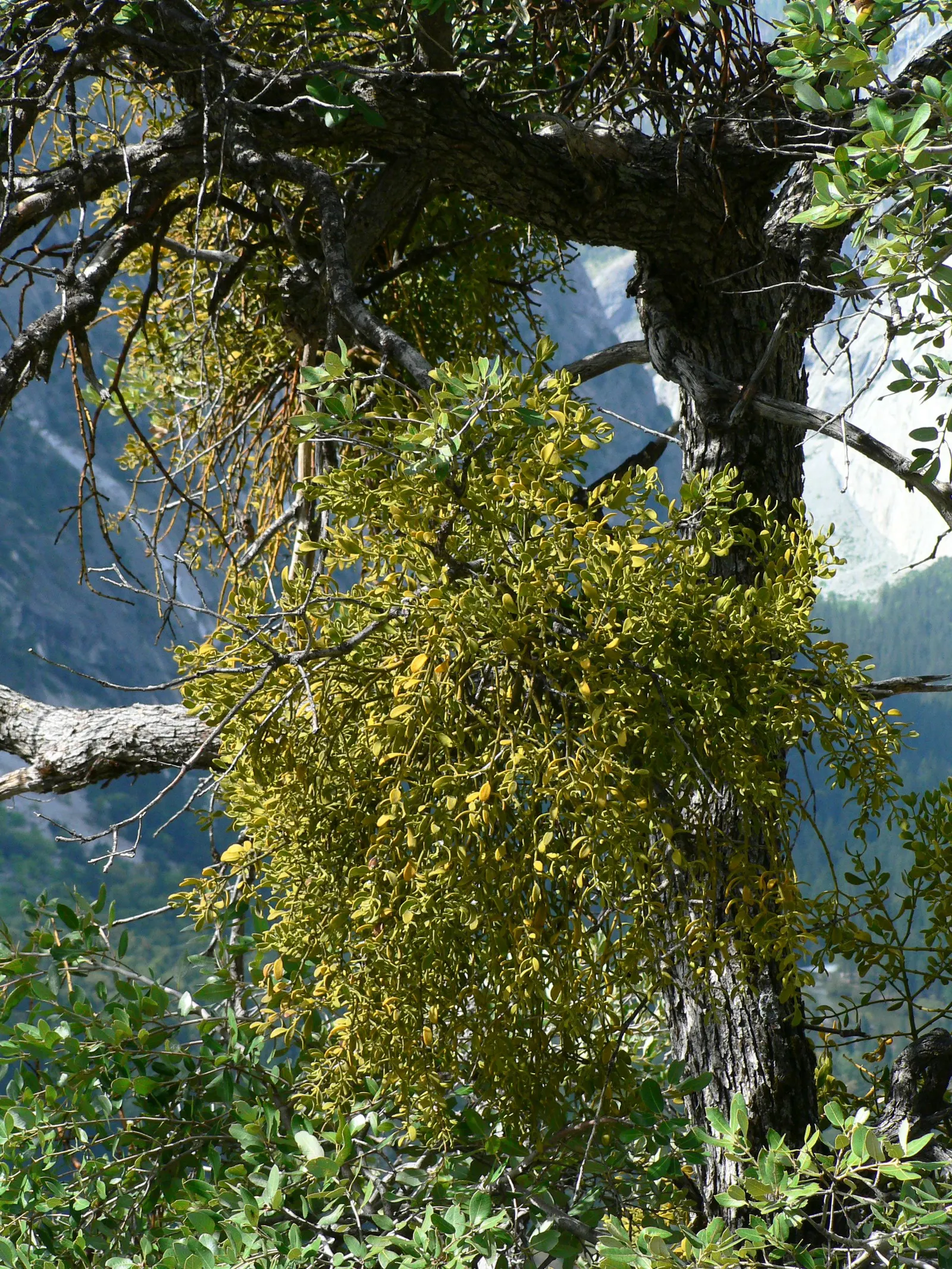 California Bay (Umbellularia Californica) — as it can reach impressive sizes; this tree's dense canopy provides excellent shade, while its wood is highly
