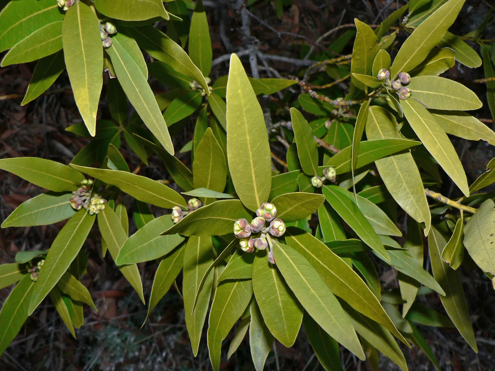 California Bay (Umbellularia Californica) — shrub / tree for full or half