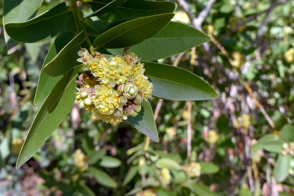 California Bay (Umbellularia Californica) — as its robust root system can be invasive