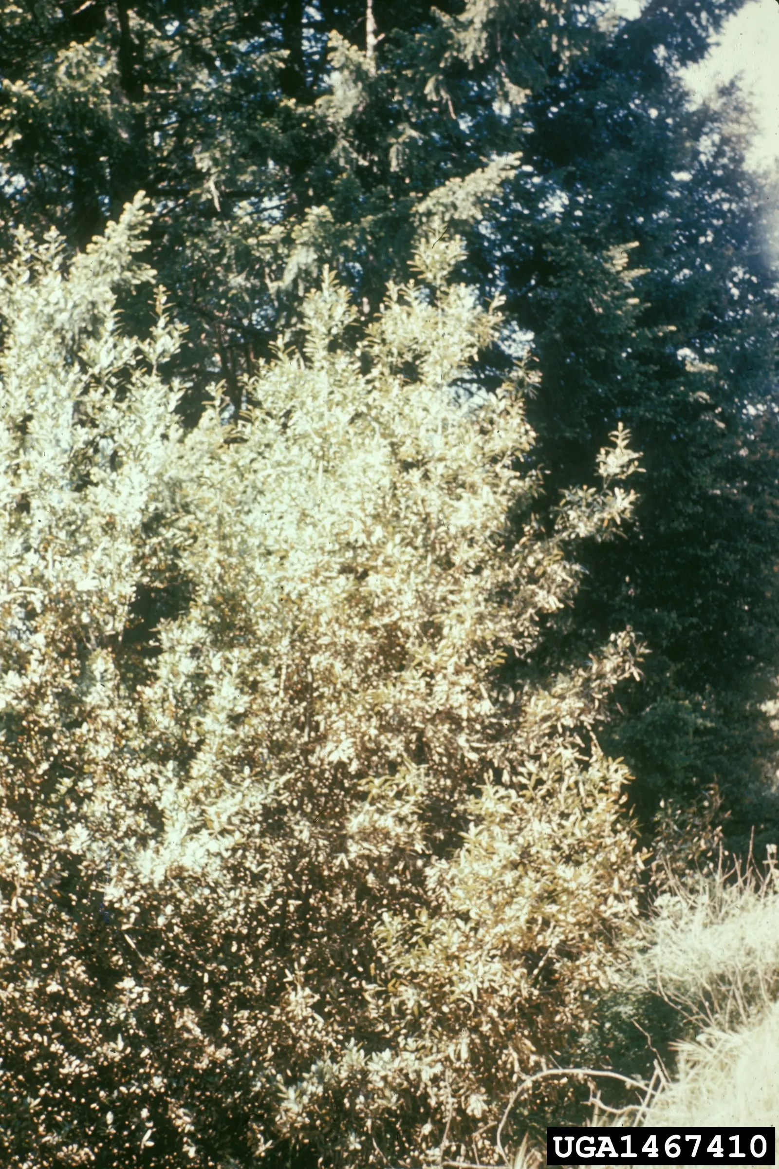 California Bay (Umbellularia Californica) — commonly known as the California Bay or California Laurel; although it can attain a height of over 100 feet in its
