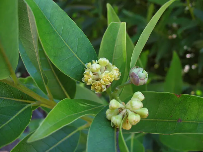 California Bay (Umbellularia Californica) — the California Bay requires well-draining soil and can adapt to both full sun and partial shade