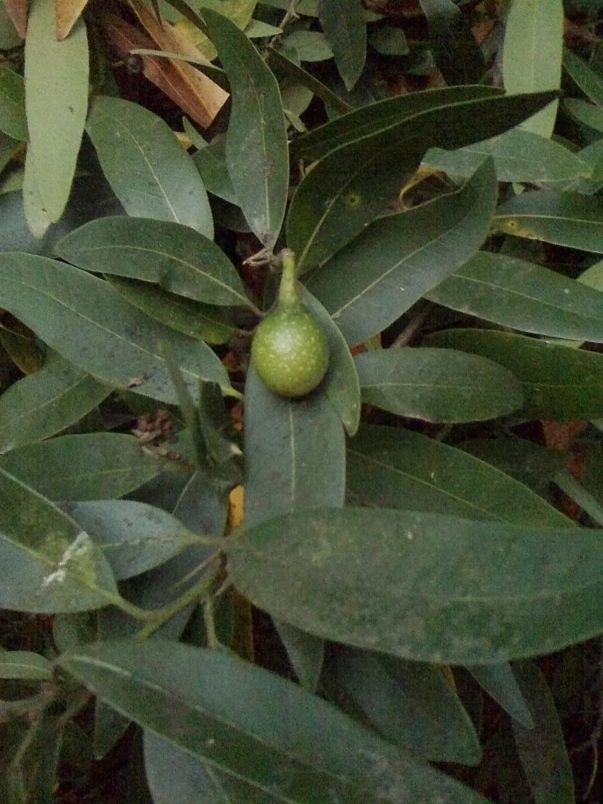 California Bay (Umbellularia Californica) — This aromatic species is a splendid addition to a garden where space permits