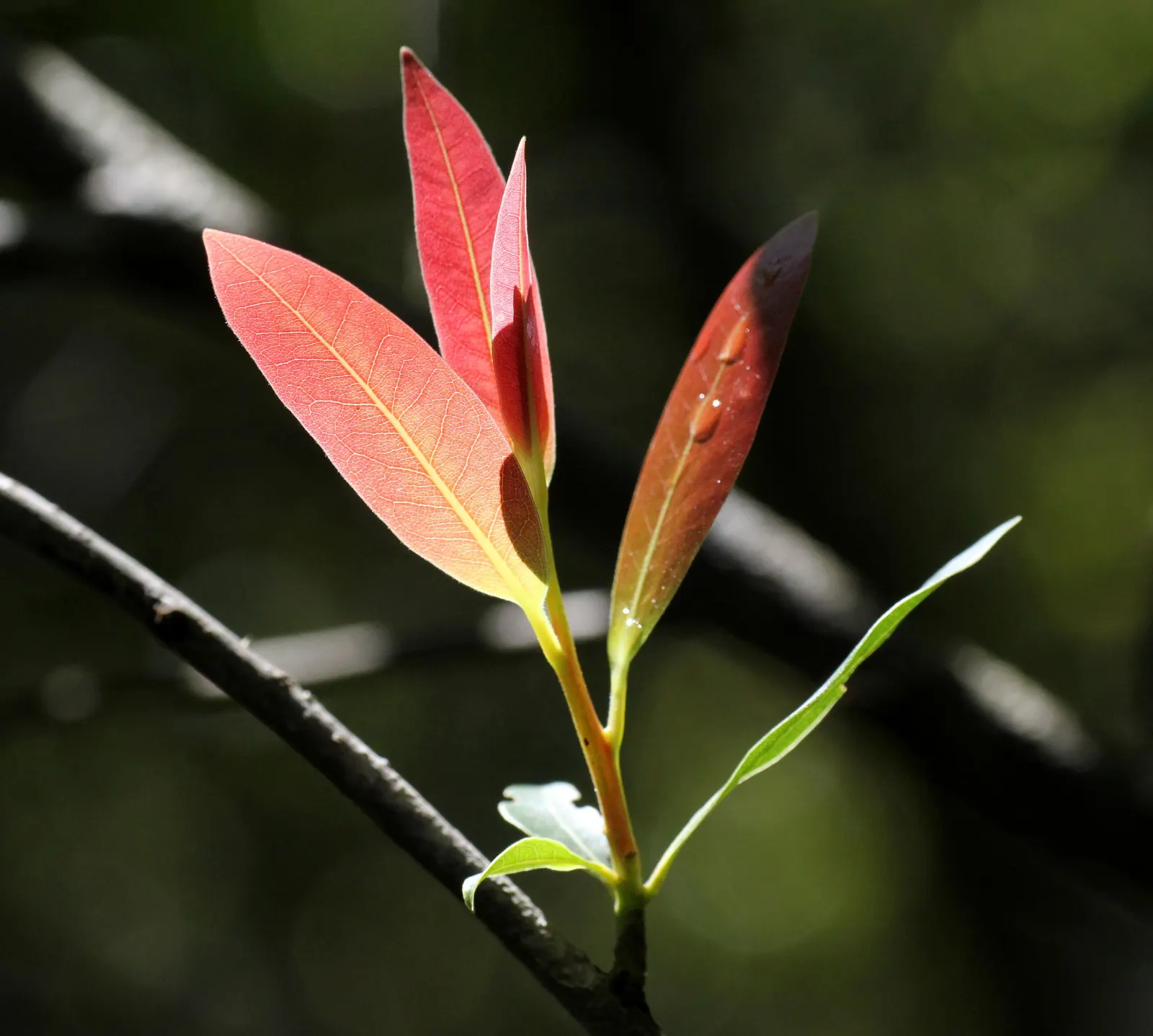 California Bay (Umbellularia Californica) — Crushed leaves emit a potent fragrance reminiscent of bay leaves; this tree's dense canopy provides excellent