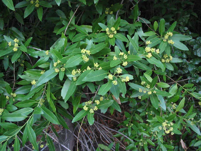 California Bay (Umbellularia Californica) — Known for its aromatic foliage and pale yellow flowers, it prefers well-drained soil and partial to full sun
