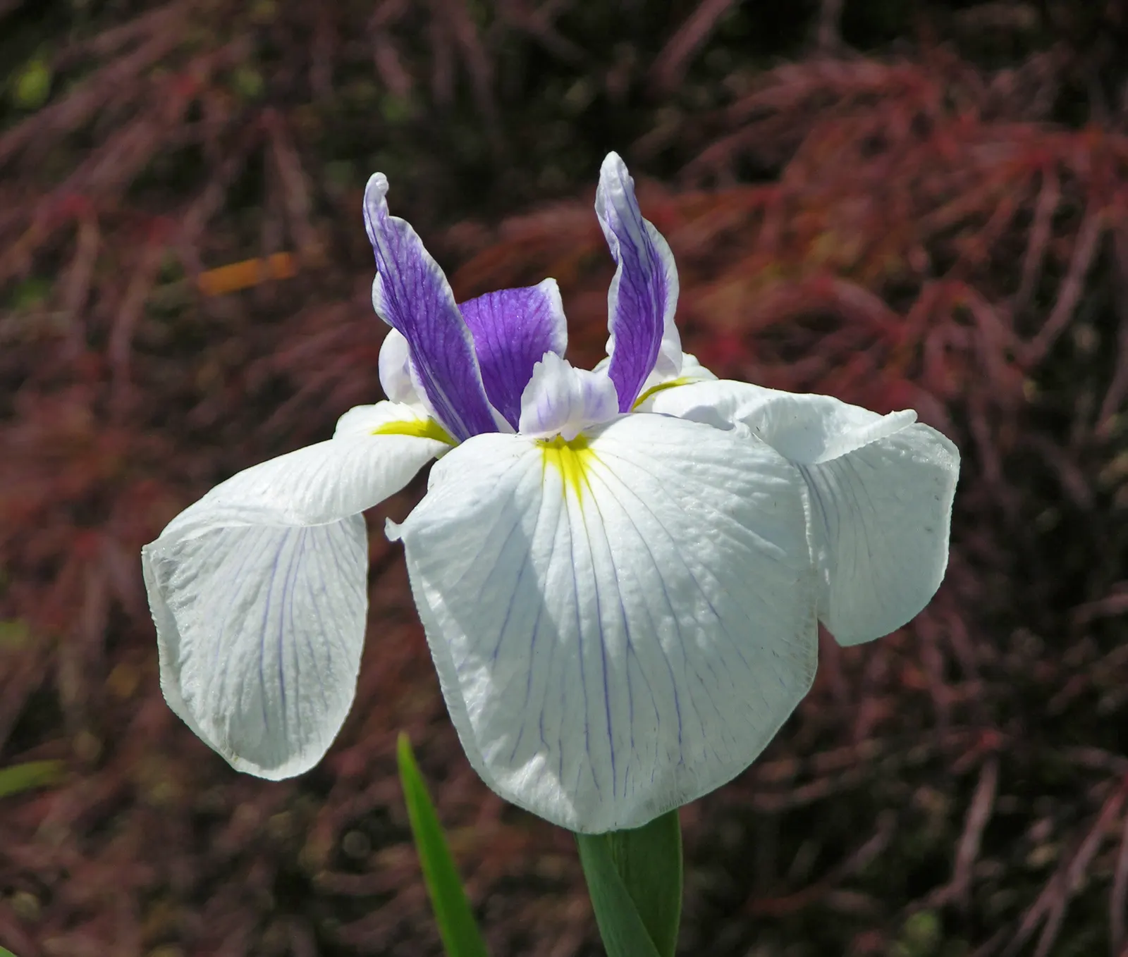 Iris Species (Iris Spp.) — and three downward-arching petals called 'falls'; they prefer full to partial sunlight and well-drained soil, image 83