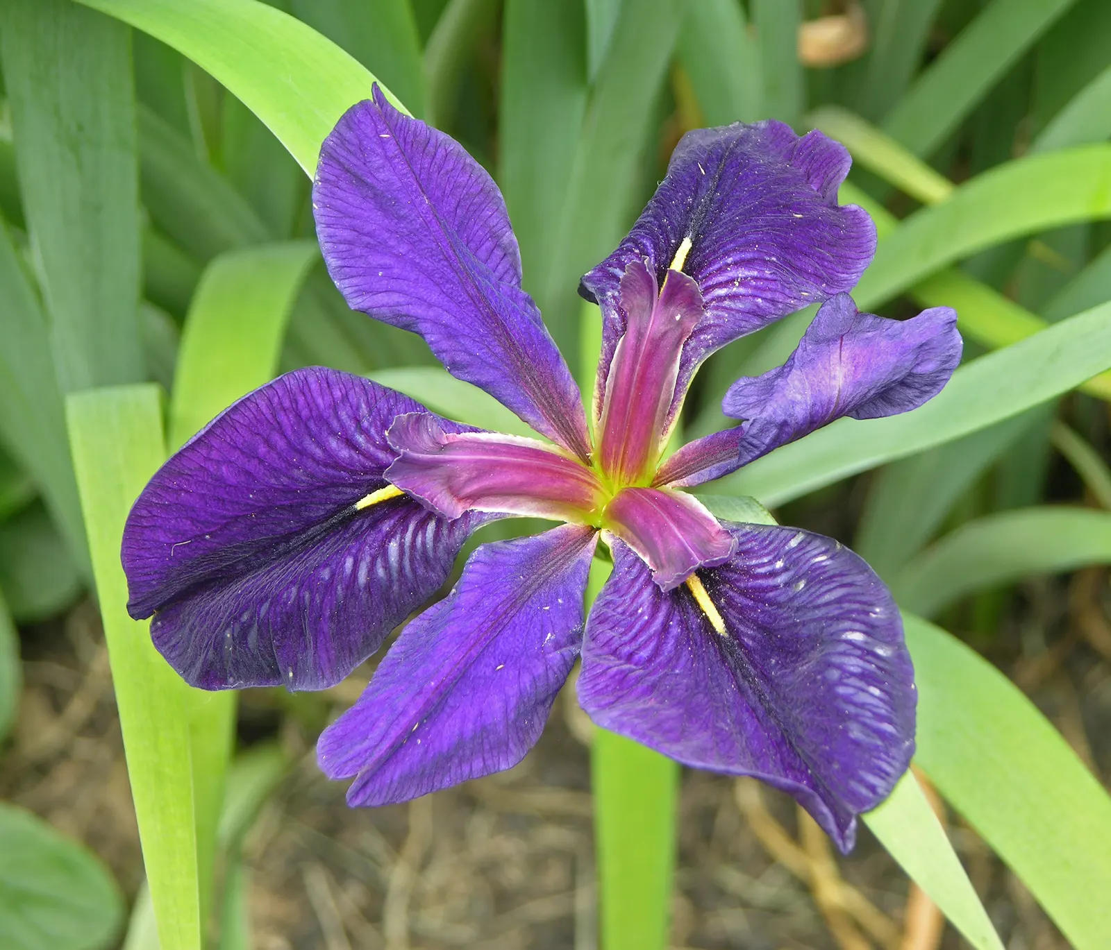 Iris Species (Iris Spp.) — these perennials are prized for their striking; and three downward-arching petals called 'falls', image 55