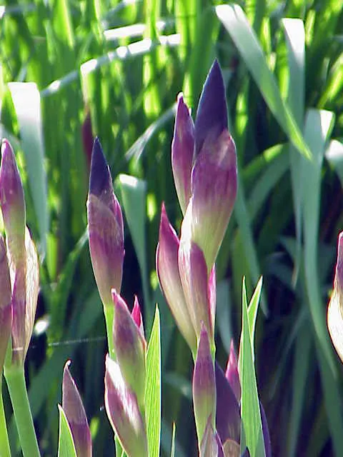 Iris Species (Iris Spp.) — perennial with gold and multi-colored and red and yellow blooms; the blooms are characterized by their unique structure of three