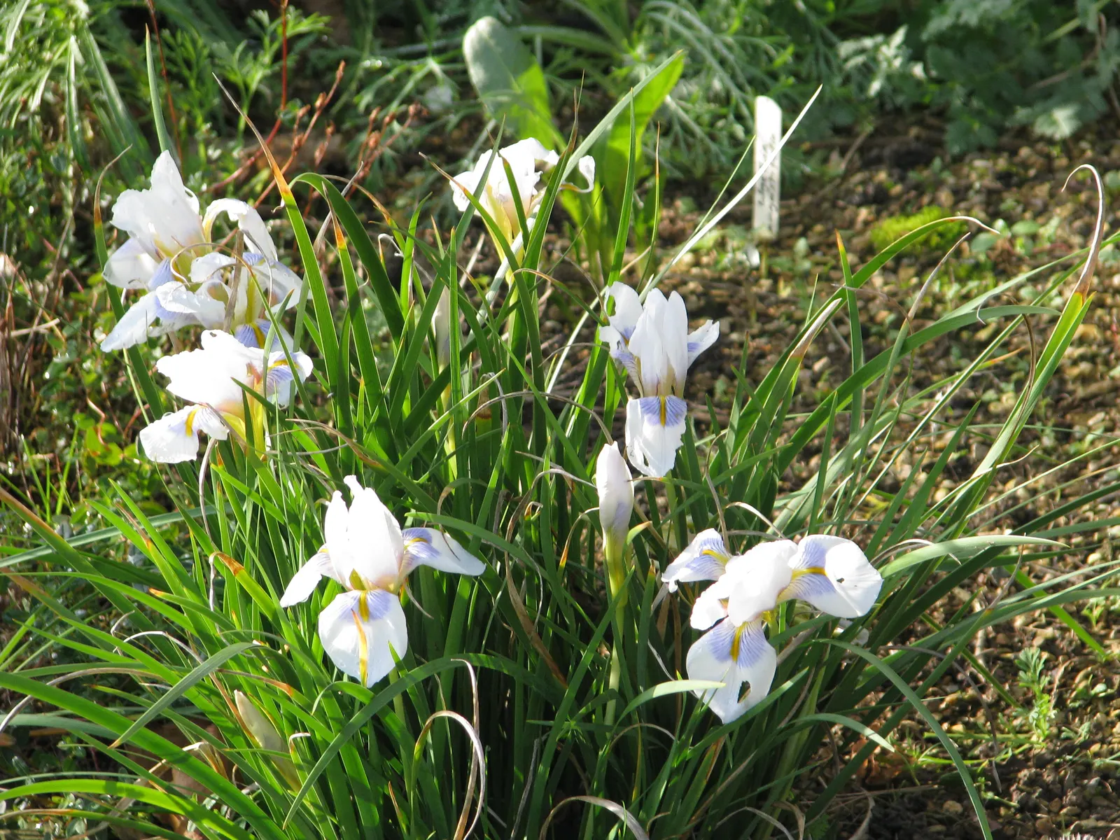 Iris Species (Iris Spp.) — The blooms are characterized by their unique structure of three upright petals; reducing the risk of fungal diseases, image 82
