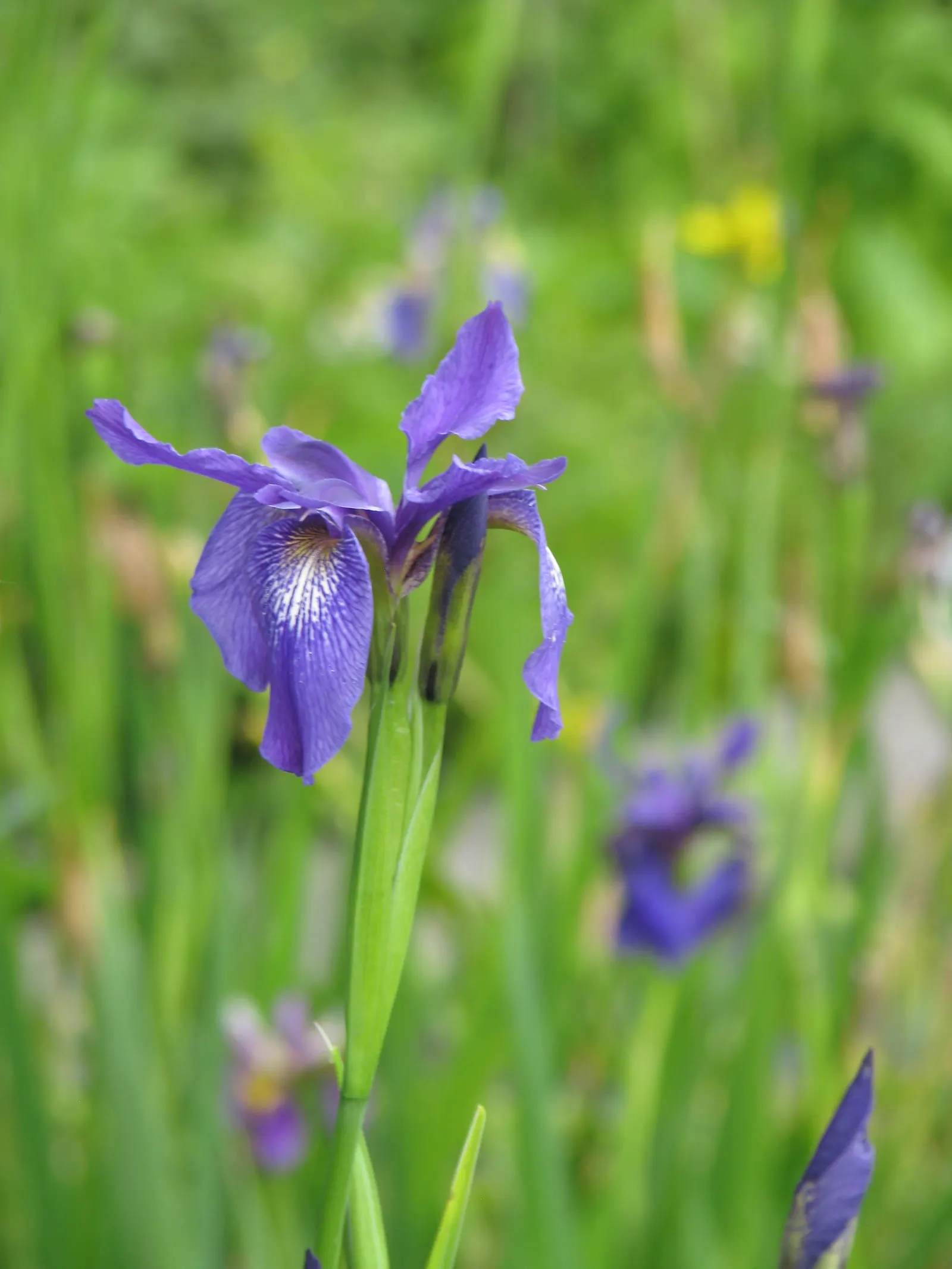 Iris Species (Iris Spp.) — is a staple in gardens seeking a blend of elegance and hardiness; a captivating genus with diverse species, image 54
