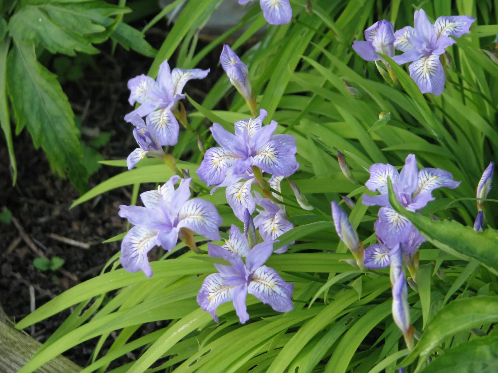 Iris Species (Iris Spp.) — and even bicolored options; blooms appear in late spring to early summer, image 80