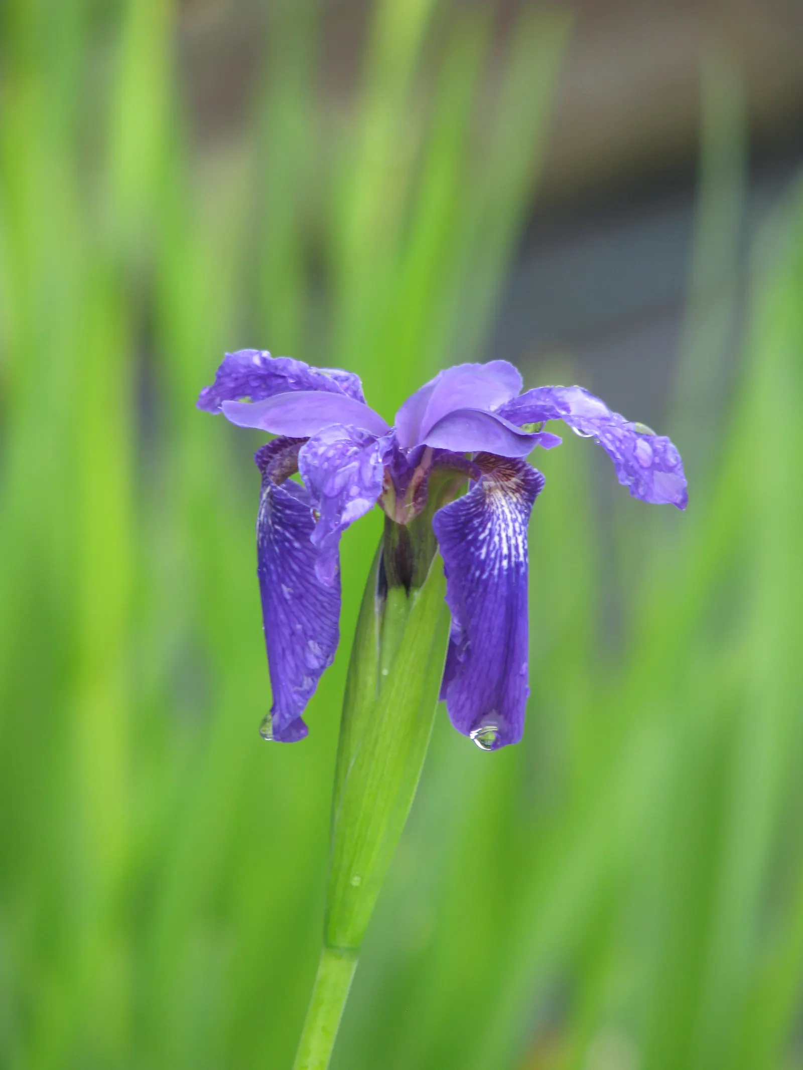 Iris Species (Iris Spp.) — Blooms appear in late spring to early summer; these perennials are prized for their striking, image 51