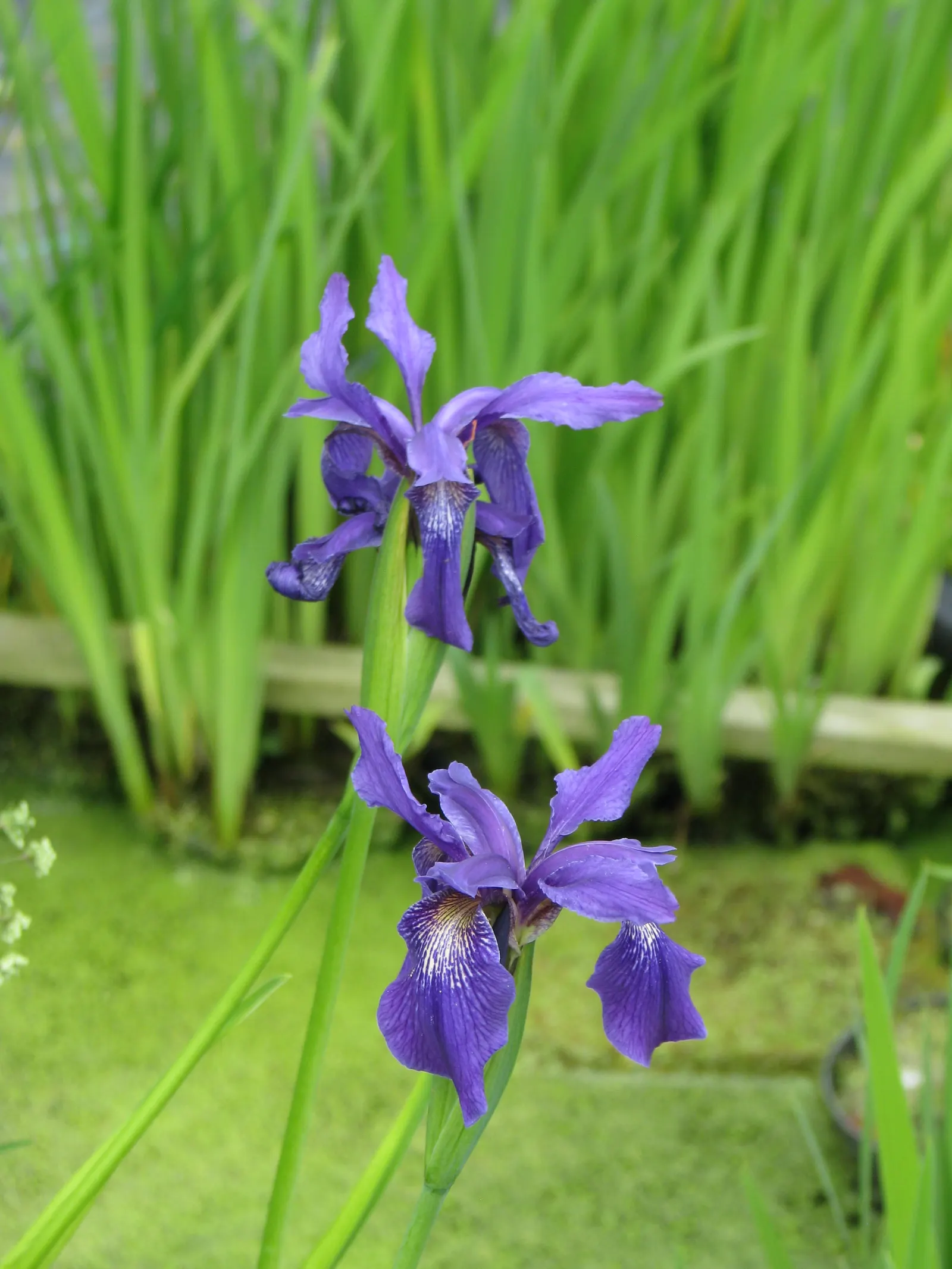 Iris Species (Iris Spp.) — gold and multi-colored and red and yellow flowers in the garden; water moderately, dividing every 3-5 years to maintain, image 67