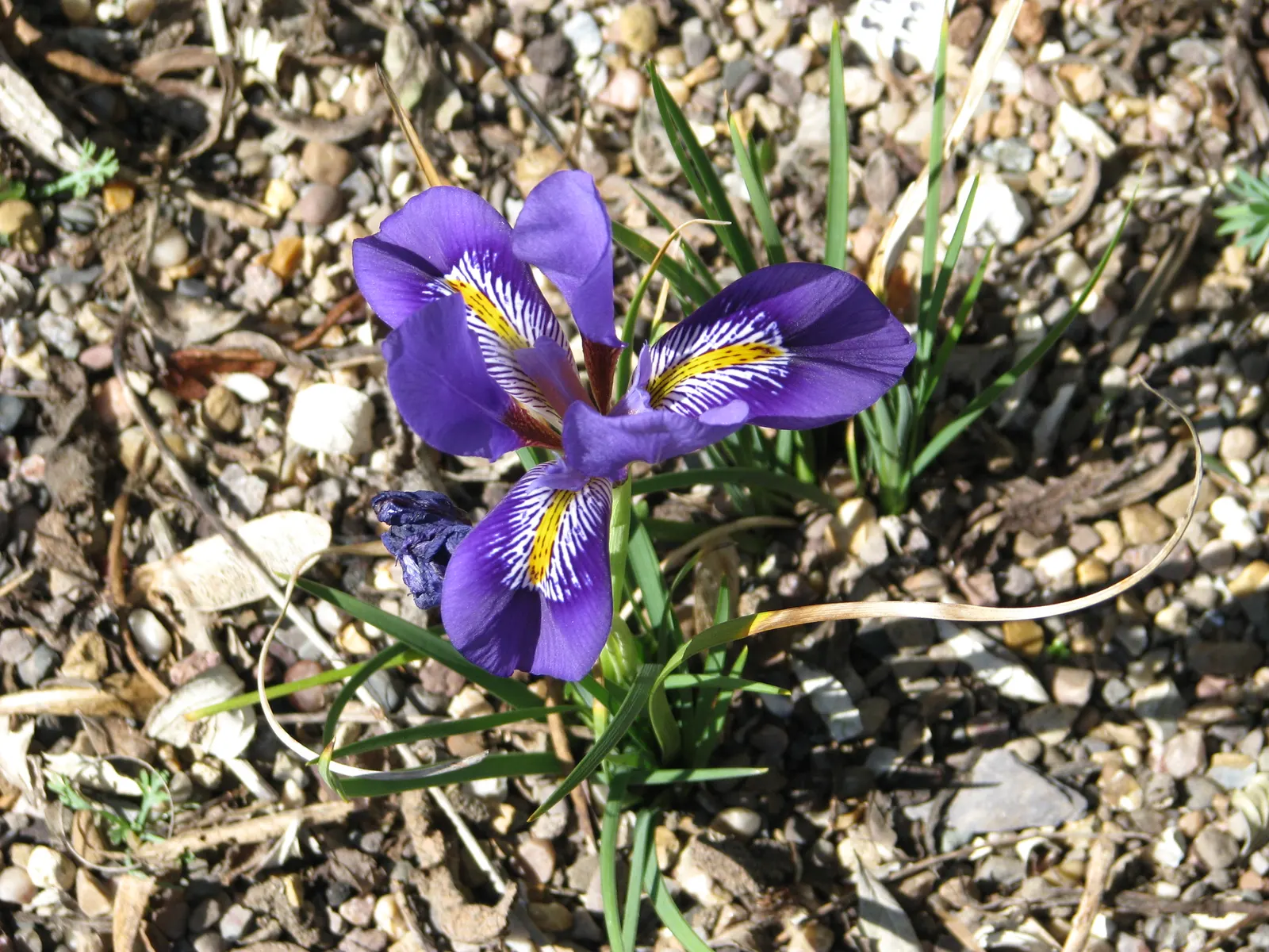 Iris Species (Iris Spp.) — is a staple in gardens seeking a blend of elegance and hardiness; a captivating genus with diverse species, image 77