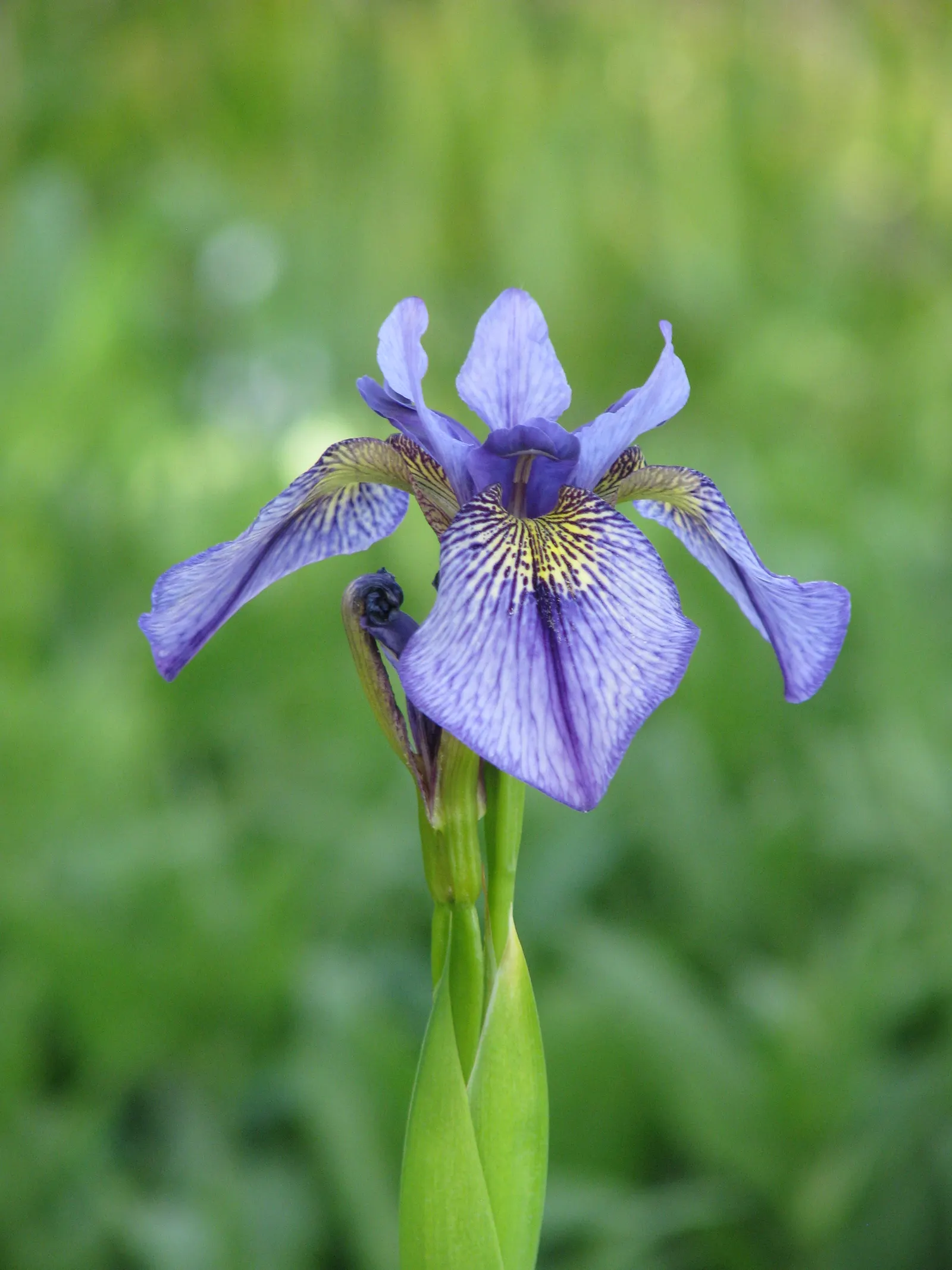 Iris Species (Iris Spp.) — The blooms are characterized by their unique structure of three upright petals; reducing the risk of fungal diseases such as root