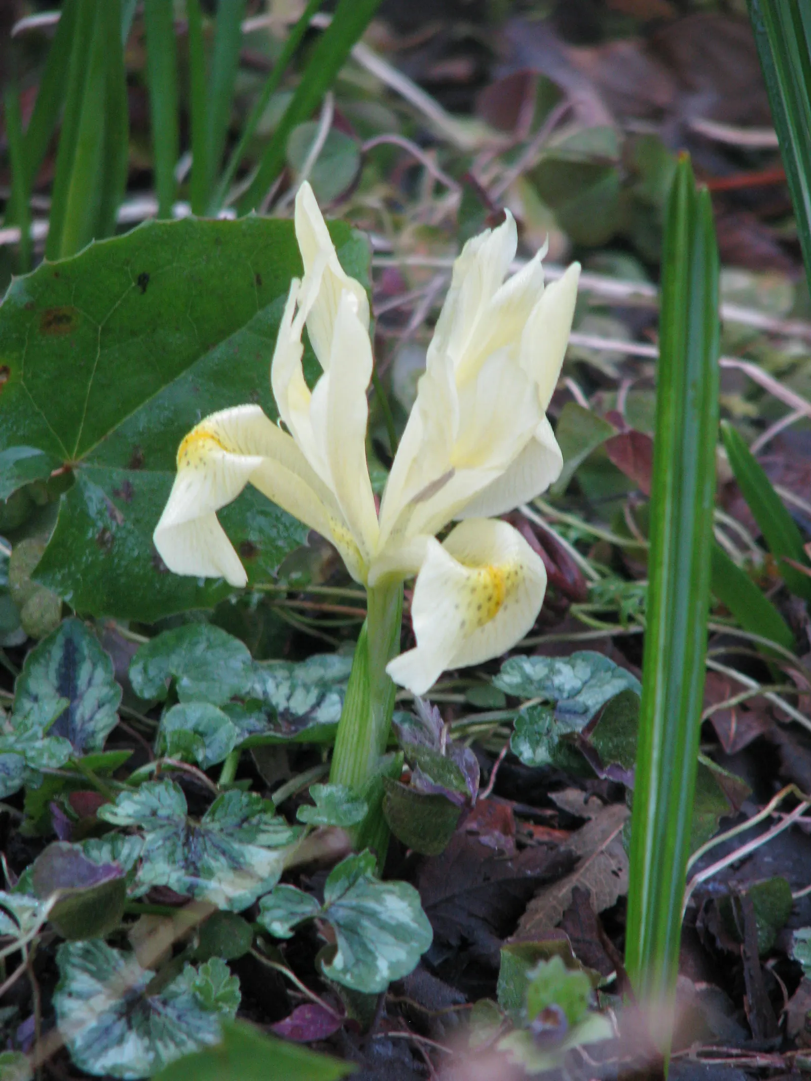 Iris Species (Iris Spp.) — typically require spacing of about 18 to 24 inches apart to allow for proper growth and airflow; is a staple in gardens seeking a