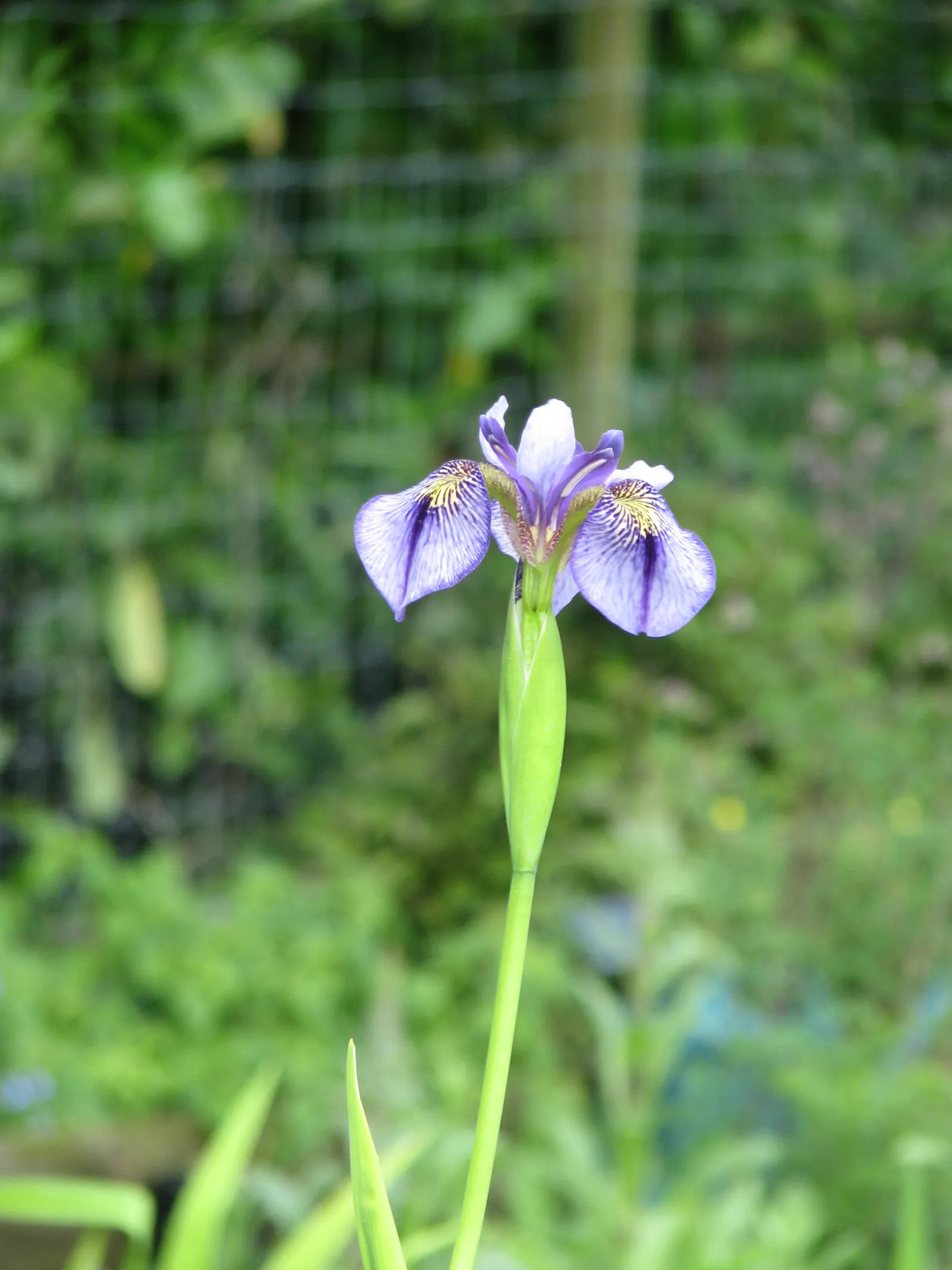 Iris Species (Iris Spp.) — Water moderately, dividing every 3-5 years to maintain vigor and prevent crowding; with common garden varieties standing between 8
