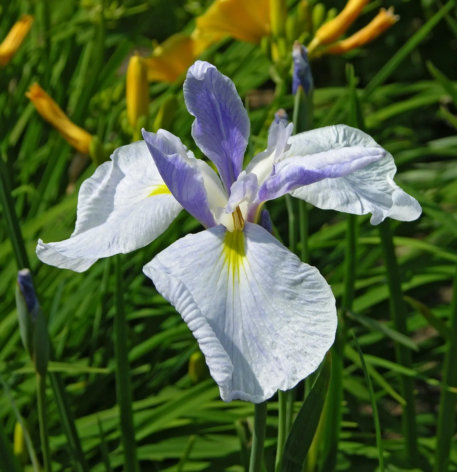 Iris Species (Iris Spp.) — The blooms are characterized by their unique structure of three upright petals