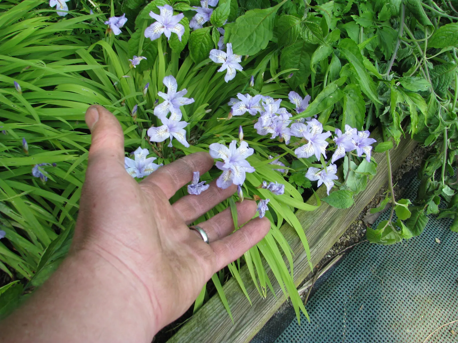 Iris Species (Iris Spp.) — with common garden varieties standing between 8 to 48 inches tall