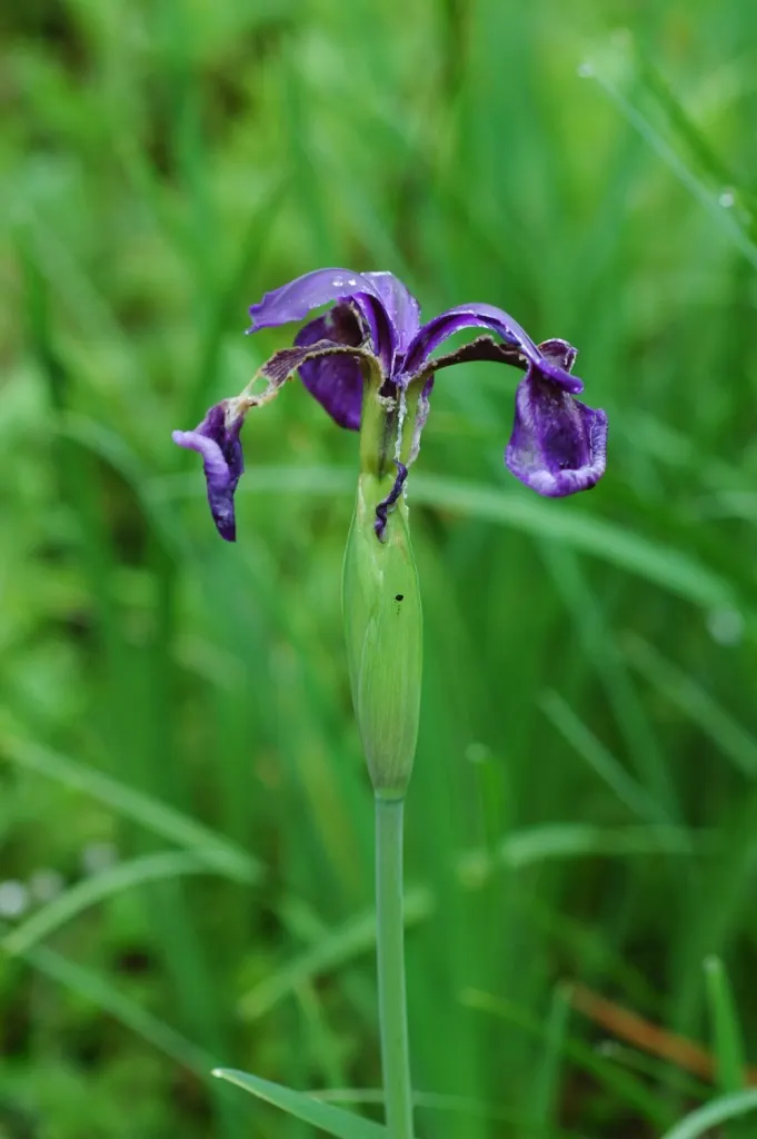 Iris Species (Iris Spp.) — The blooms are characterized by their unique structure of three upright petals; reducing the risk of fungal diseases, image 59