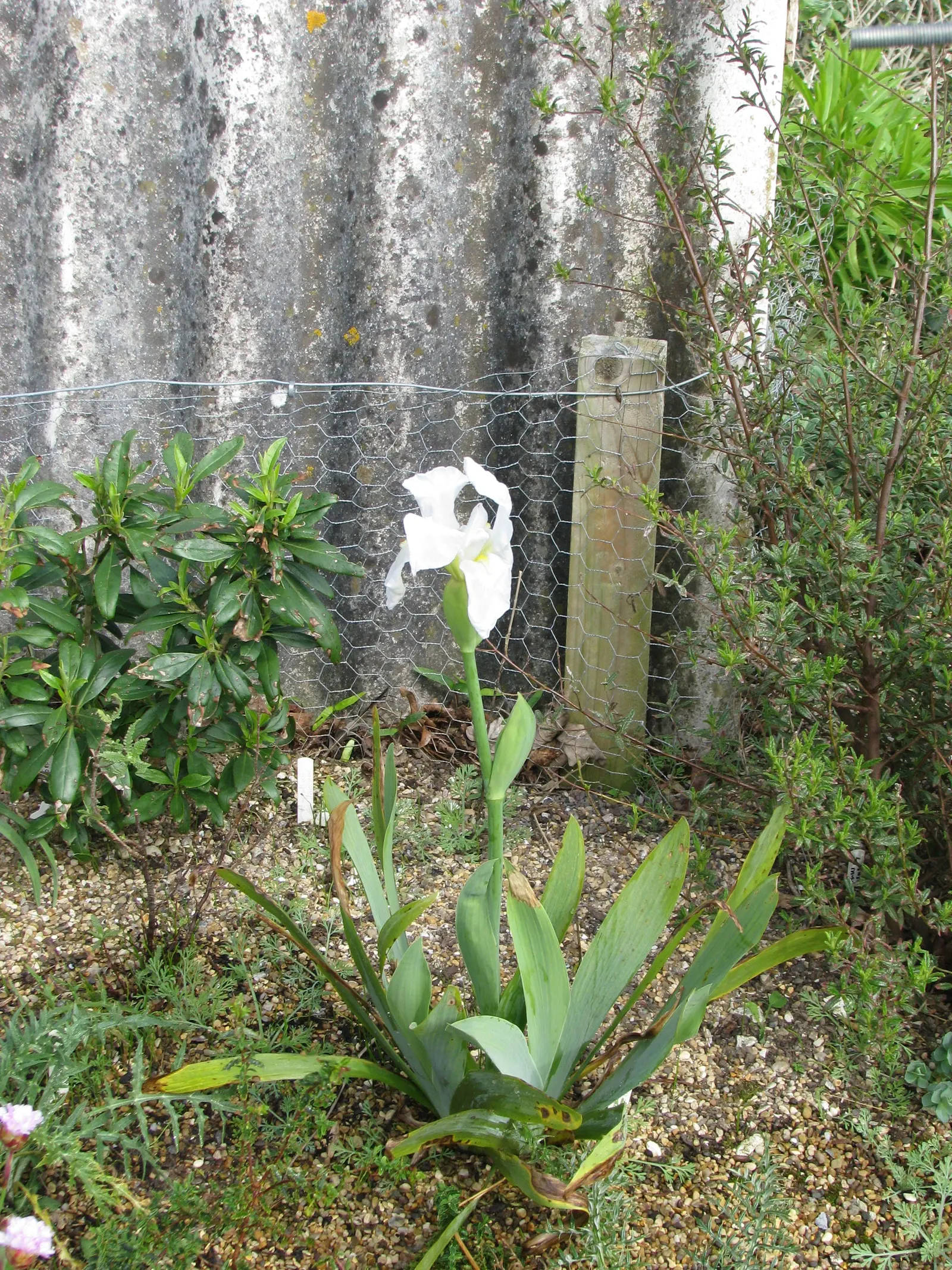 Iris Species (Iris Spp.) — and even bicolored options; blooms appear in late spring to early summer