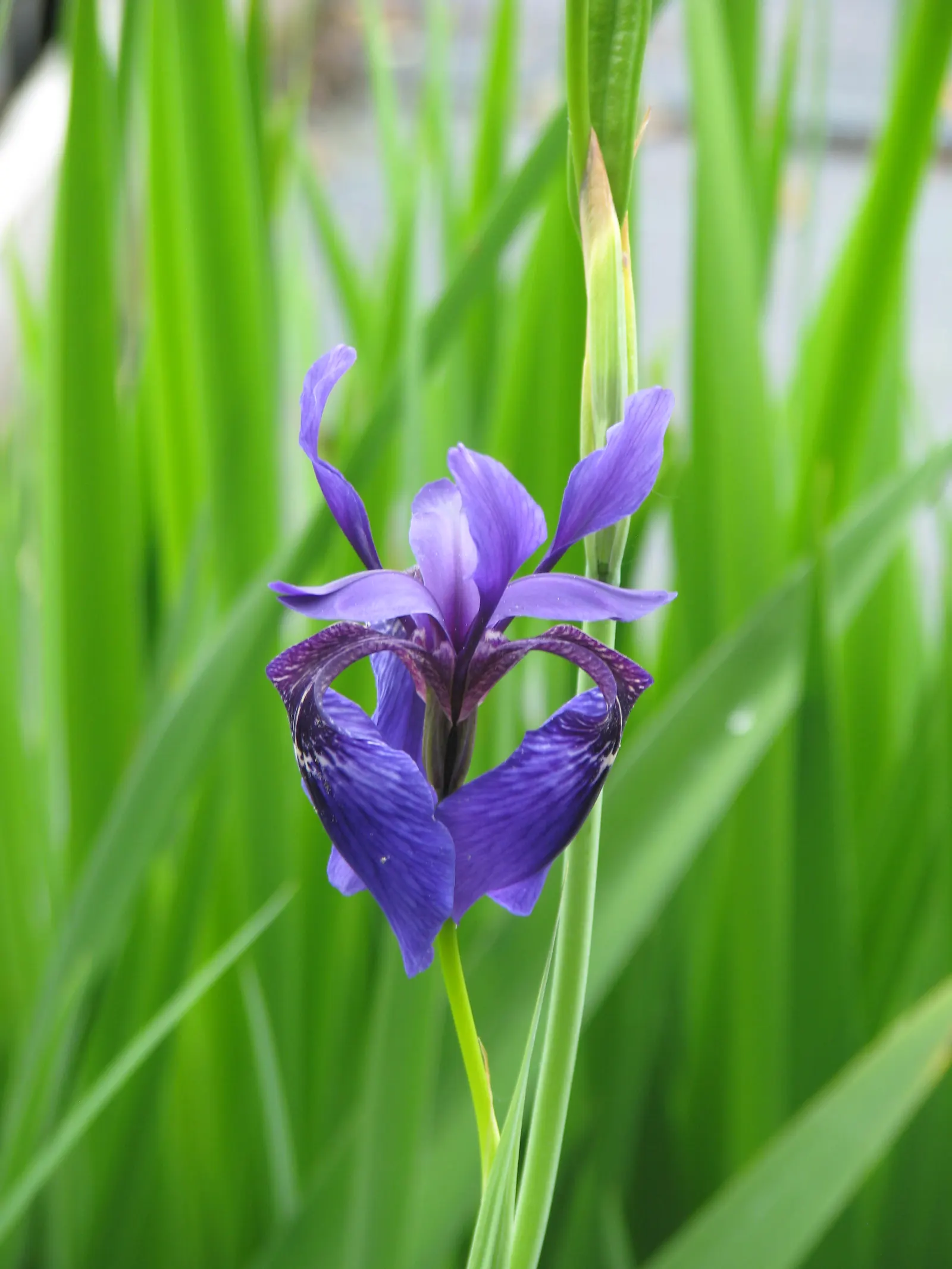 Iris Species (Iris Spp.) — Irises are relatively low maintenance; perennial with gold and multi-colored and red and yellow blooms