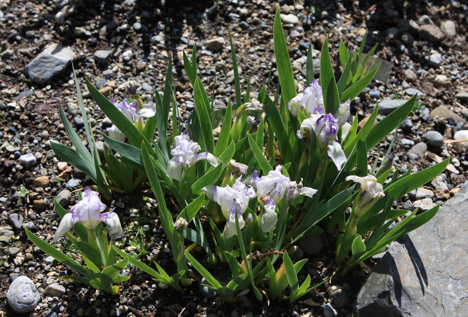 Iris Species (Iris Spp.) — Water moderately, dividing every 3-5 years to maintain vigor and prevent crowding; with common garden varieties standing, image 52