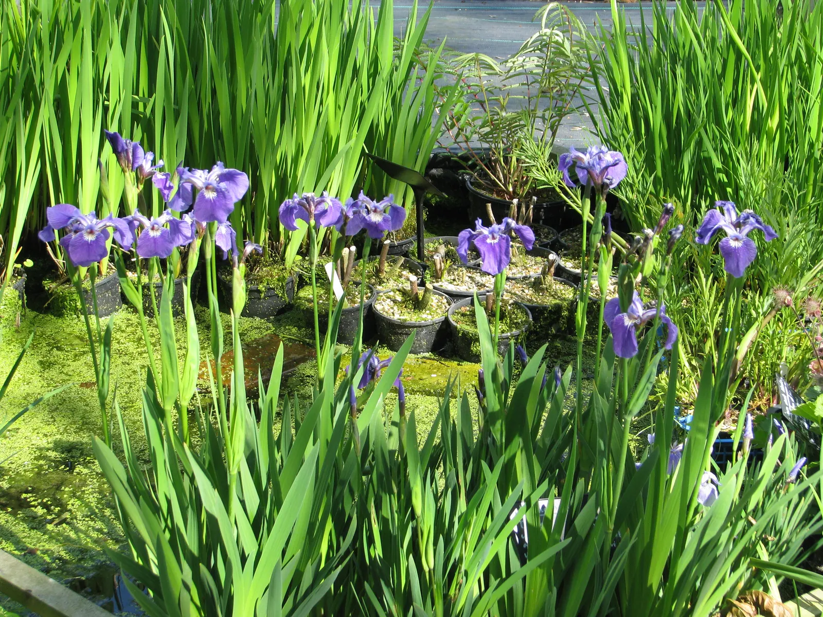 Iris Species (Iris Spp.) — and three downward-arching petals called 'falls'; they prefer full to partial sunlight and well-drained soil, image 60