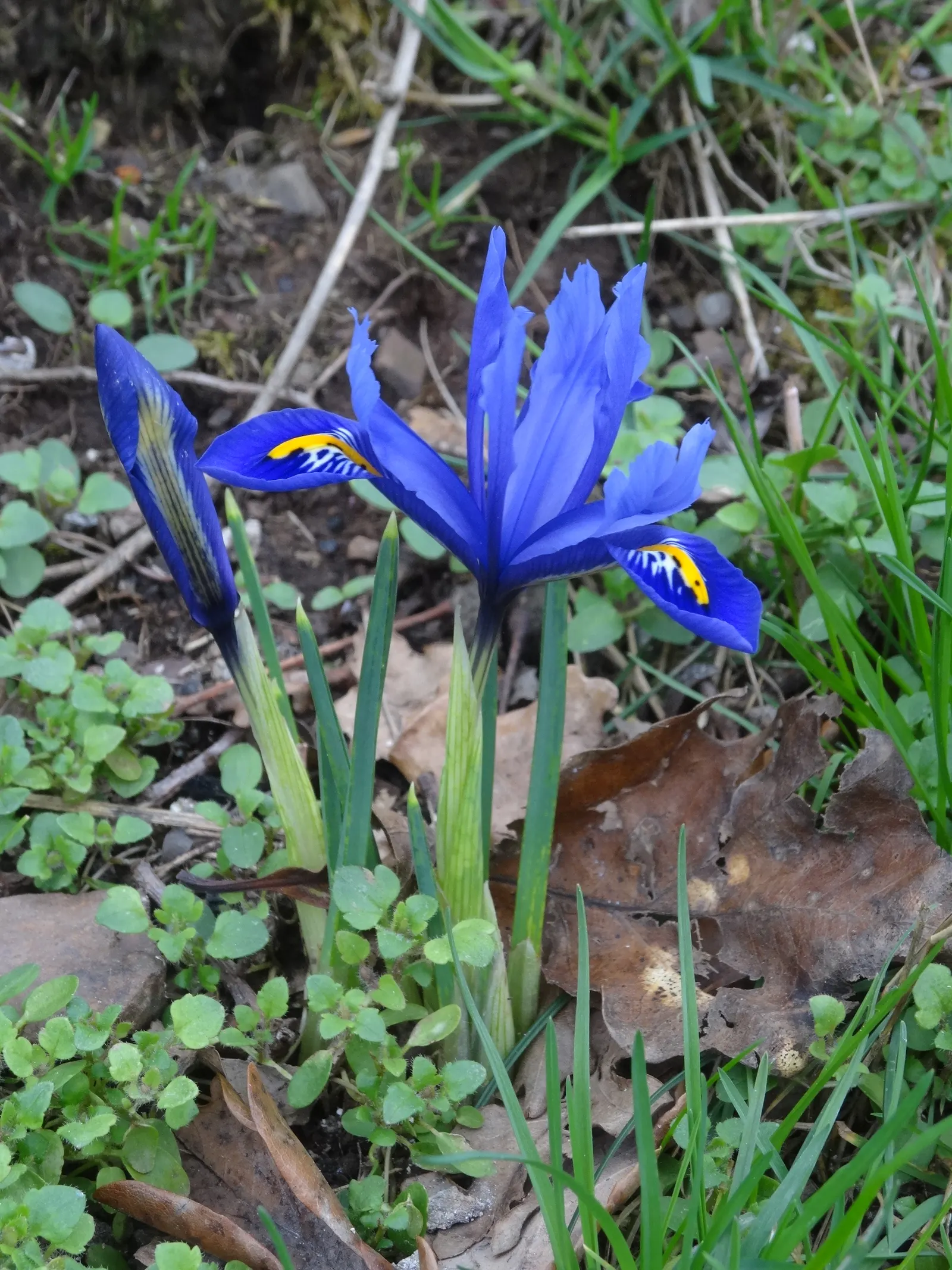 Iris Species (Iris Spp.) — intricate display.<br><br>Irises range in height; iris flowers come in an array of colors including purples, image 61