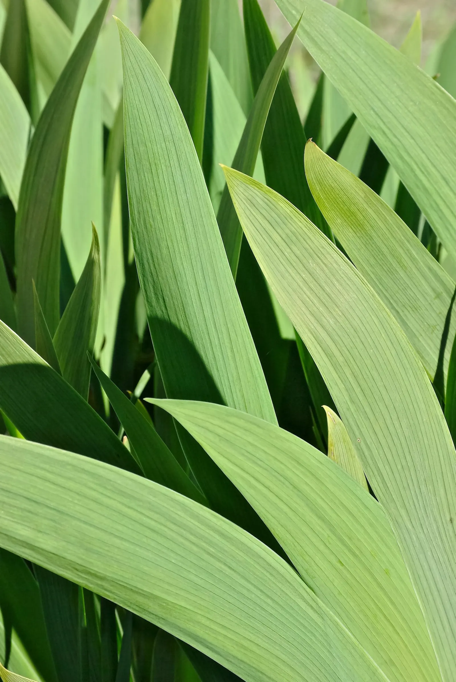 Iris Species (Iris Spp.) — typically require spacing of about 18 to 24 inches apart to allow for proper growth and airflow; is a staple in gardens, image 64