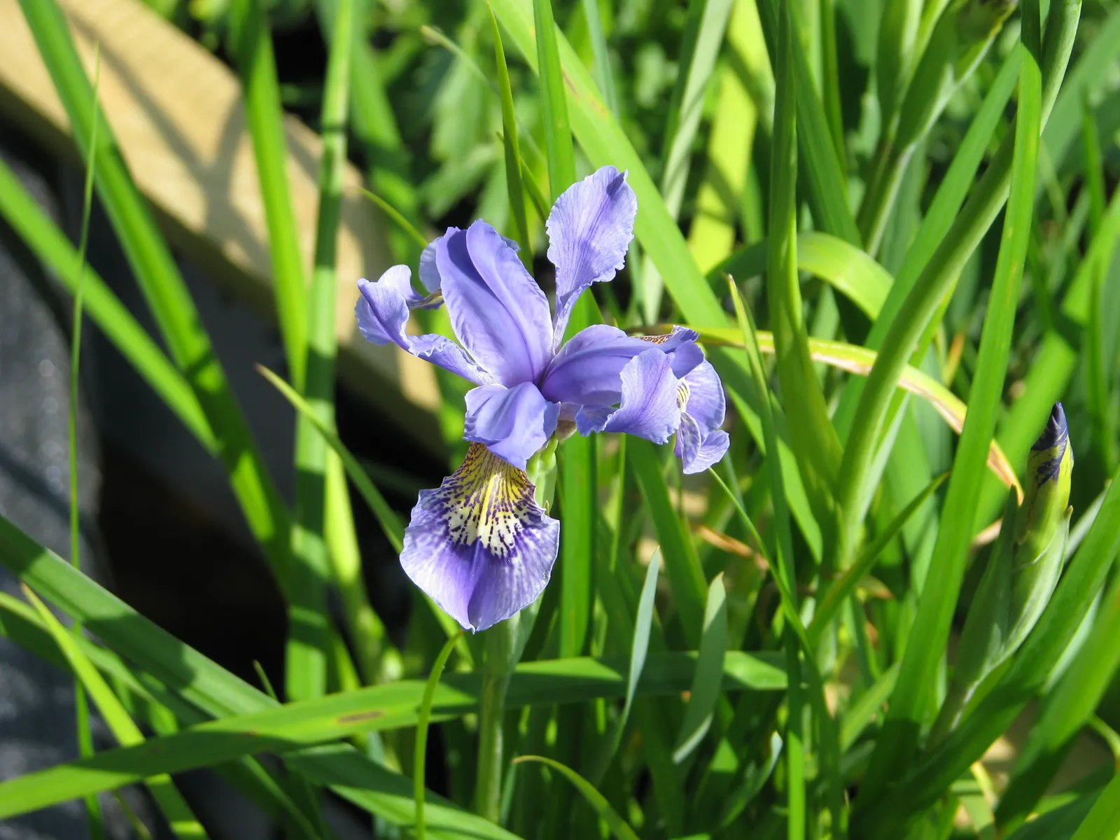 Iris Species (Iris Spp.) — Blooms appear in late spring to early summer; these perennials are prized for their striking, image 74