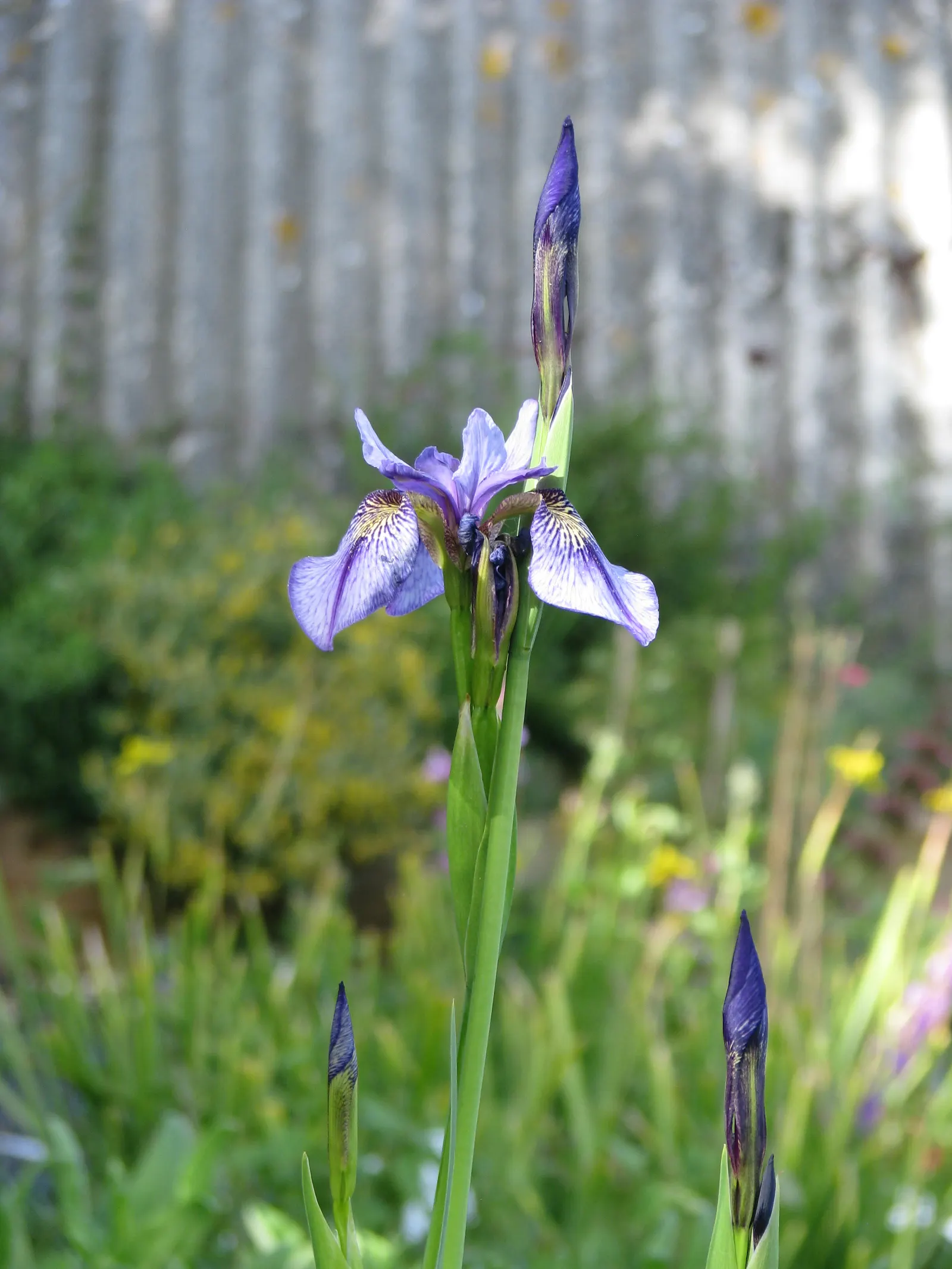 Iris Species (Iris Spp.) — is a staple in gardens seeking a blend of elegance and hardiness
