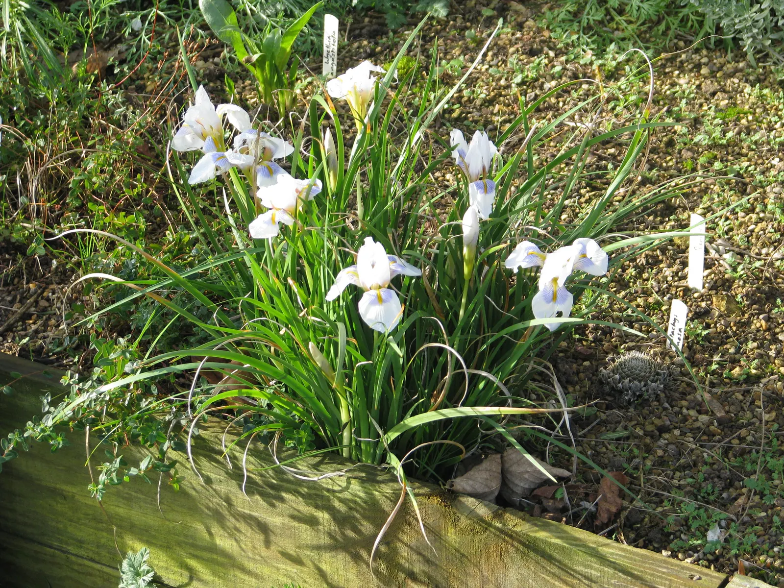 Iris Species (Iris Spp.) — and even bicolored options