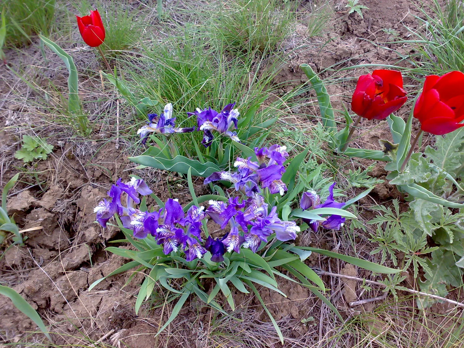 Iris Species (Iris Spp.) — a captivating genus with diverse species; perennial for full or half, image 53